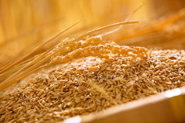Крупный план рисовых зерен в миске, селективная фокусировка — стоковое фото