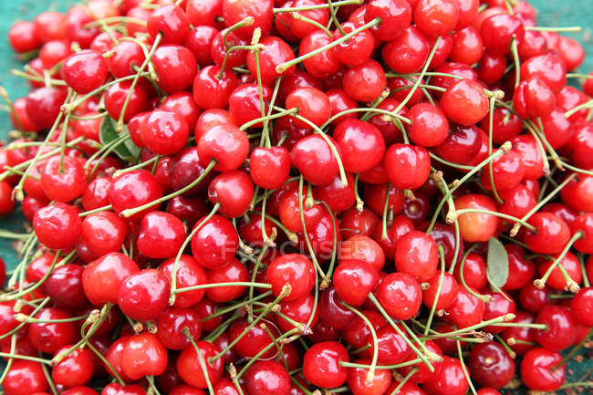 Vista de perto de bagas de cerejas vermelhas maduras frescas — Fotografia de Stock