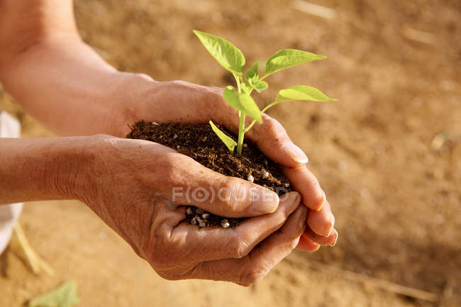 Обрезанный снимок человека, держащего почву с зелеными саженцами — стоковое фото