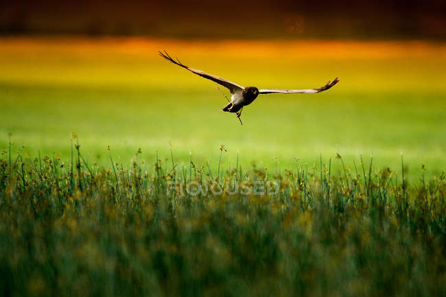 Vista da vicino di bella pancia bianca Harrier volare sopra il campo verde — Foto stock