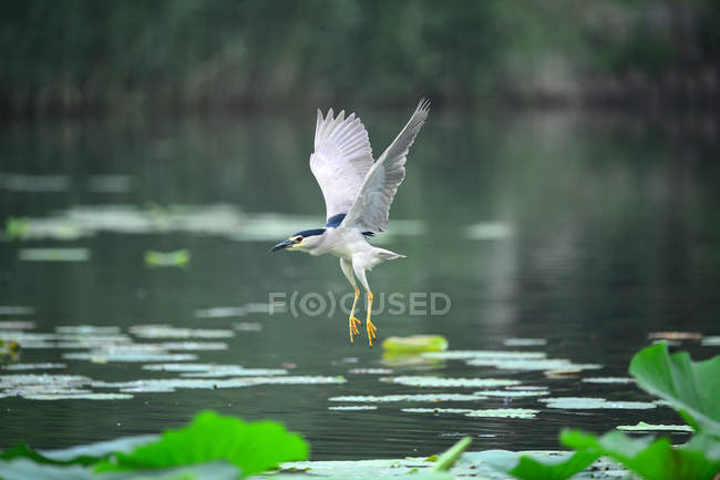 Beautiful Heron Bird Flying Above Calm Water In Pond Green Lotus Water Lilies Stock Photo 293384016