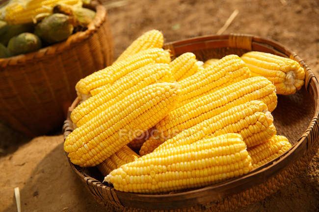 Vue rapprochée des épis de maïs jaune mûr frais — Photo de stock