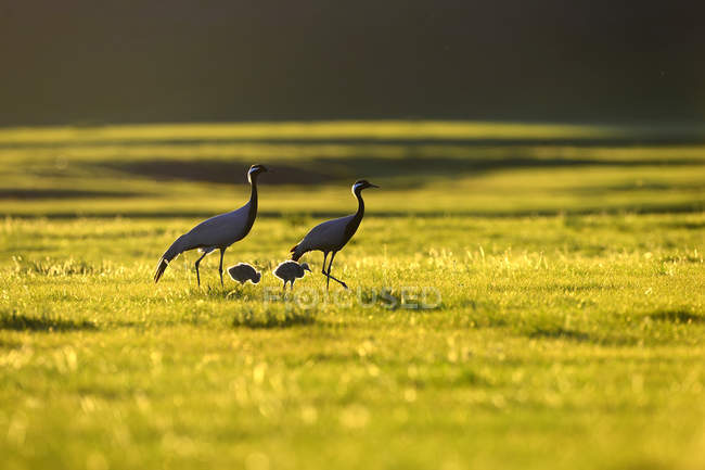 Belle gru dal collo nero che camminano su erba verde nella fauna selvatica — Foto stock