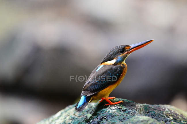 Nahaufnahme der schönen blauen Brust Jade-Vogel in der Tierwelt — Stockfoto