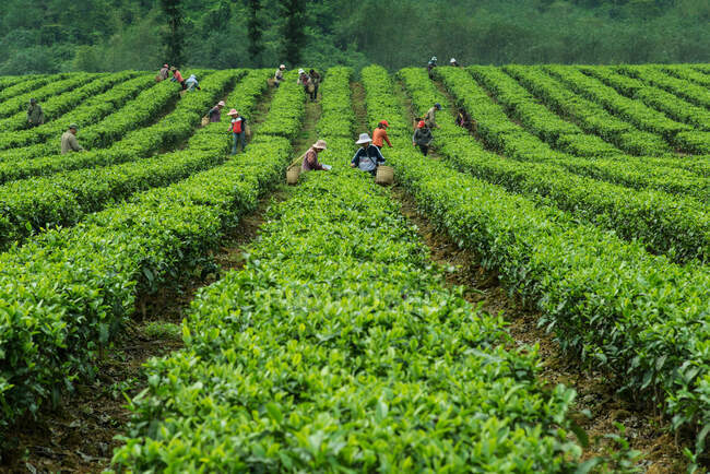Город Индэ, провинция Гуандун, в чайном саду — стоковое фото