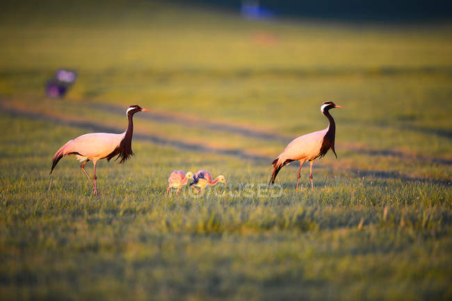 Belos guindastes de pescoço preto andando na grama verde na vida selvagem — Fotografia de Stock
