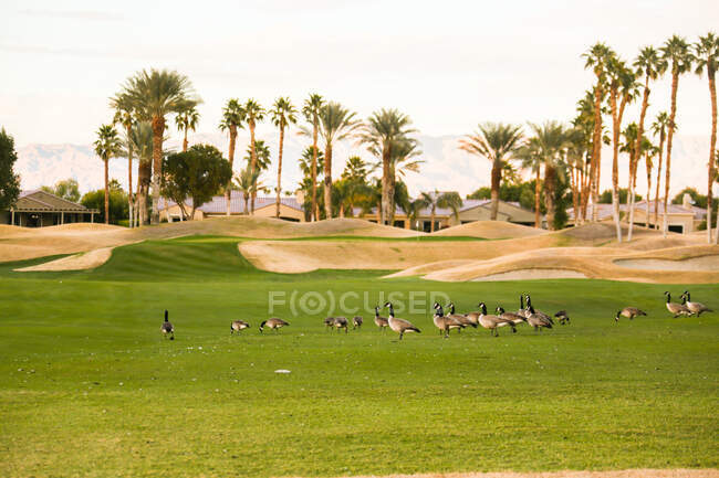 Los Greylag Gooses en el campo de golf - foto de stock