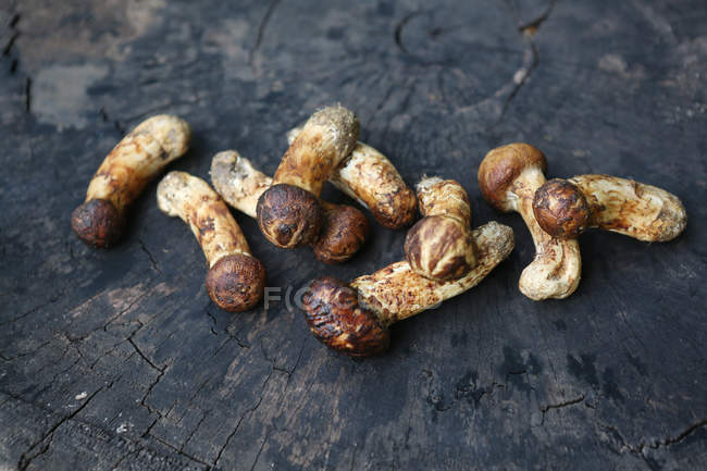 Nahaufnahme von frischen Matsutake-Pilzen auf Baumstumpf — Stockfoto