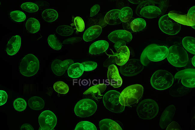 Primo piano vista di alghe verdi alghe marine su sfondo nero — Foto stock