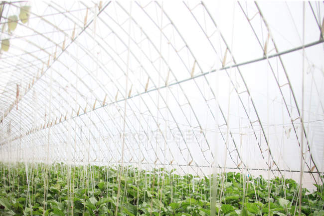 Fresh green plants growing in vegetable greenhouse — Stock Photo