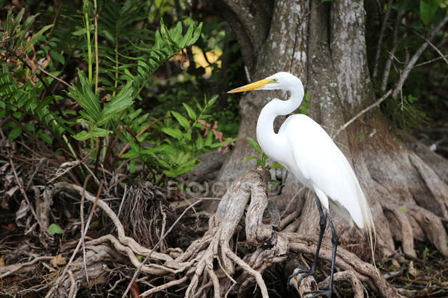 Side view of beautiful white wild egret near tree roots in wildlife — Stock Photo