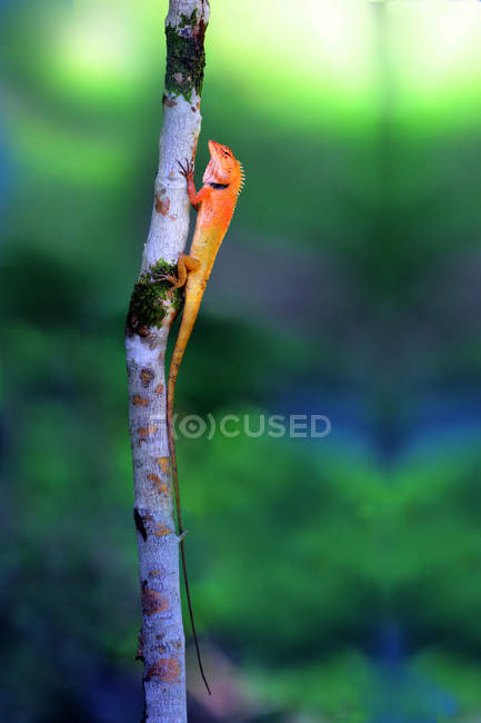 Vista de primer plano de hermoso camaleón arrastrándose en el tronco del árbol en la vida silvestre - foto de stock