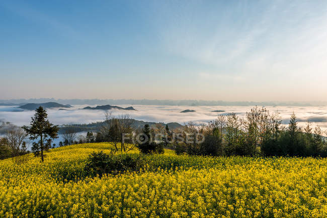 Красивые цветы рапса в Luoping Yunnan, Китай — стоковое фото