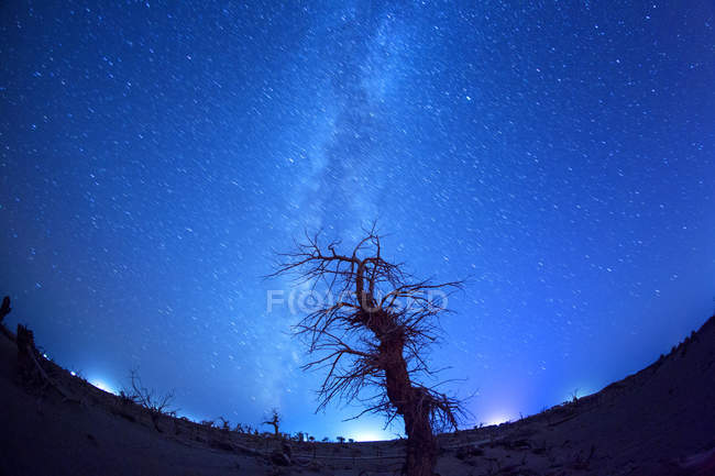 Árbol desnudo contra el cielo nocturno estrellado en Ejinaqi, Mongolia Interior, China - foto de stock