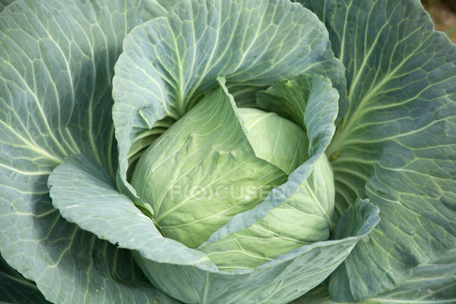 Close-up view of fresh raw ripe green cabbage — Stock Photo