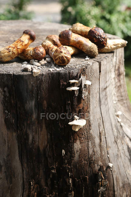 Close-up of fresh matsutake mushrooms on tree stump — still life ...