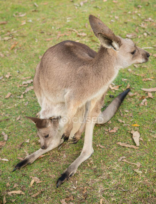 High angle view of beautiful Australia Brisbane zoo kangaroo with baby — Stock Photo