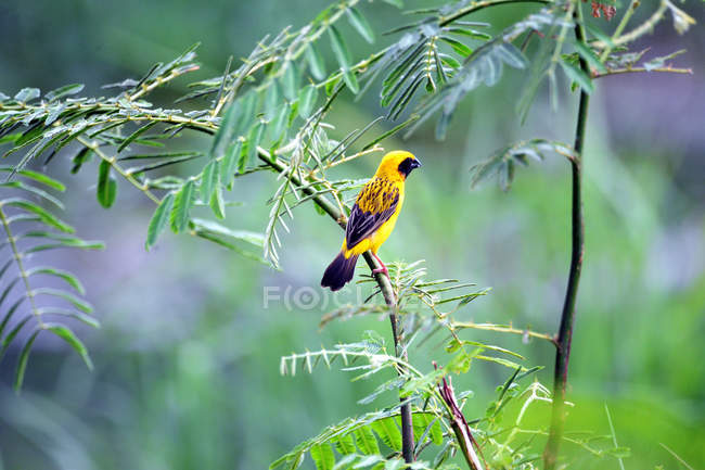 Close-up view of beautiful Golden Weaver Bird perching on branch — Stock Photo