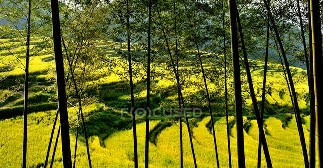 High angle view of beautiful terrace hill county, Guangdong Province, China — Stock Photo