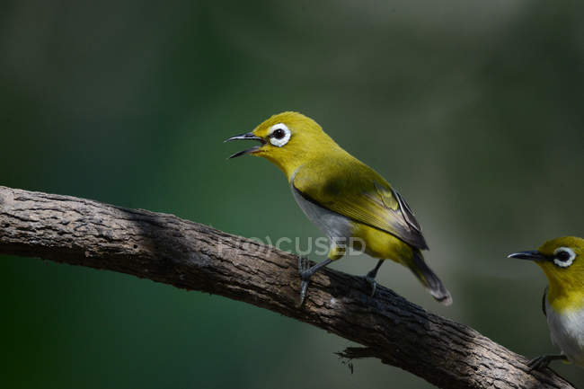 Nahaufnahme schöner Vögel mit gelben weißen Augen, die auf Zweigen hocken, selektiver Fokus — Stockfoto