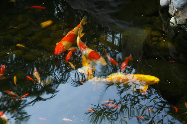 Close-up view of Koi Carps Swimming In Calm Pond — Stock Photo