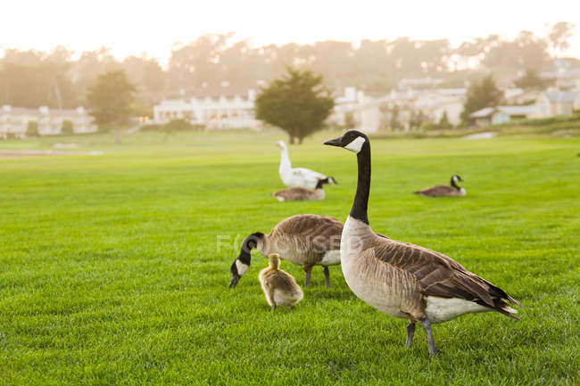 Сірі гуси на зеленому лузі на полі для гольфу — стокове фото