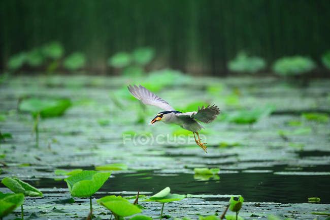 Bela garça pássaro voando acima da água calma na lagoa — Fotografia de Stock