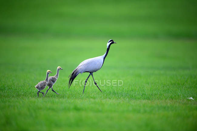 Belos guindastes de pescoço preto andando na grama verde na vida selvagem — Fotografia de Stock