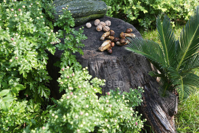 Cogumelos Matsutake no toco de árvore na floresta — Fotografia de Stock