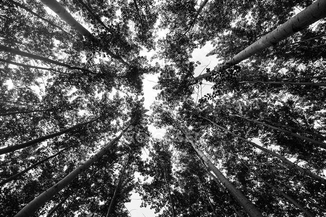 Вид снизу на высокие деревья в Австралии — стоковое фото