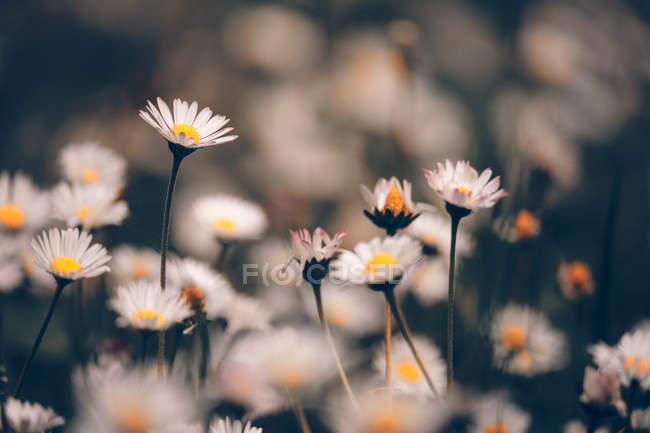 Kamillenblüten-Makro — Stockfoto