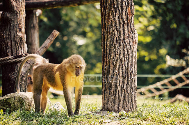 Golden-bellied mangabey on green grass — Stock Photo