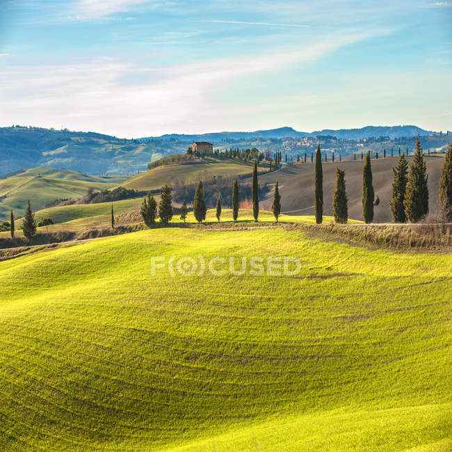 Paesaggio artistico toscano con cipressi, campi ondulati e casa — Foto stock