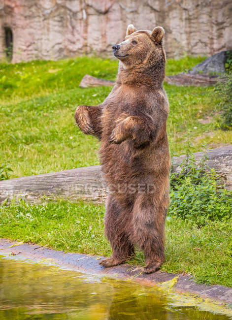 Urso marrom de pé em suas patas traseiras — Fotografia de Stock