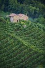 Vinhas e estrada de vinho branco, Valdobbiadene, Treviso, Itália, Europa — Fotografia de Stock