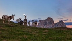 Mondeval pastures, Estern Dolomites, San Vito di Cadore, Veneto, Italia - foto de stock