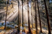 Raggi di sole nella foresta, Non Valley, Trentino-Alto Adige, Italia — Foto stock