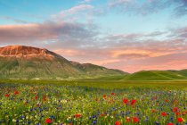 Paisagem cheia de flores com Monte Vettore ao fundo, Piana Grande Valley, Castelluccio di Norcia, Umbria, Itália — Fotografia de Stock