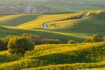 Une route blanche entre les champs de blé dans les collines du val d'Orcia au coucher du soleil avec un arbre au premier plan, Pienza, patrimoine mondial de l'UNESCO, Val d'Orcia (vallée de l'Orcia), Toscane, Italie, Europe — Photo de stock