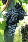Primer plano del cultivo de uvas negras - foto de stock