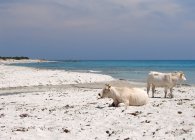 Spiaggia di Berchida, Siniscola, Sardegna, Italia — Foto stock