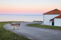Ослы, остров Асинара, Порто Торрес, Сардиния, Италия, Европа — стоковое фото