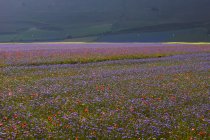 Monti Sibillini National Park, Flowering, Landscape, Castelluccio di Norcia, Umbria, Italy; Europe — Stock Photo