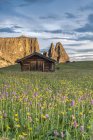 Meadow full of flowers on the Alpe di Siusi, in the background the peaks of Sciliar, Alpe di Siusi, Dolomites, Trentino-Alto Adige, Italy — Stock Photo