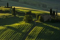 Green details, Val d 'Orcia, Tuscany, Italy — стоковое фото