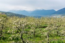 Fioritura delle mele, Non Valley, Dolomiti di Brenta, Trentino, Italia, Europa — Foto stock