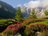 Floración entre montañas en el Valle Grande en el Parque Nacional Stelvio, Valcamonica, Lombardía, Italia, Europa - foto de stock