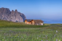 Alpe di Siusi/Seiser Alm, Dolomites, Alto Adige, Italy, Europe. Bloom on Plateau of Bullaccia/Puflatsch. In the background the peaks of Sciliar/Schlern — Stock Photo