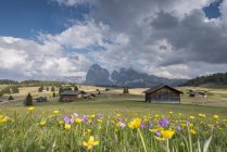 Alpe di Siusi / Seiser Alm, Dolomitas, Alto Adigio, Italia, Europa. Primavera en el Alpe di Siusi con los picos de Sassolungo / Langkofel y Sassopiatto / Plattkofel - foto de stock
