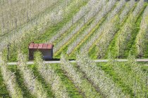 Blühende apfelplantagen villa von tirano, lombardei, valtellina, italien, europa — Stockfoto